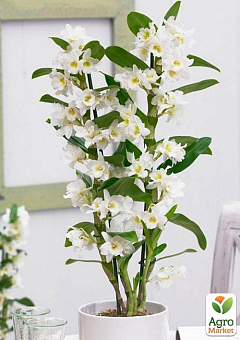 Дендробиум благородный (Dendrobium nobile) "White"1