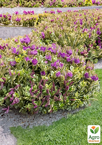 LMTD Хебе "Golden Katrina" высота 20-25см