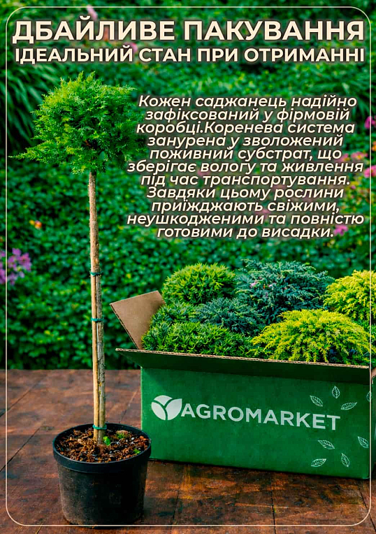 Ялівець сланкий на штамбі "Goldschatz" С2, висота 40-50см