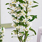 Дендробиум благородный (Dendrobium nobile) "White"
