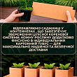 Лайм "Мексиканский" (укорененный черенок) цена