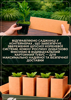 Лайм "Мексиканский" (укорененный черенок)13