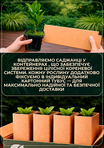 Лайм "Мексиканський" (вкоріненого живця) - фото 3