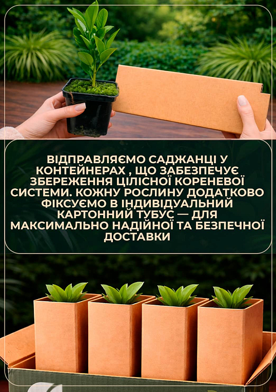 Лайм "Мексиканский" (укорененный черенок) - фото 3