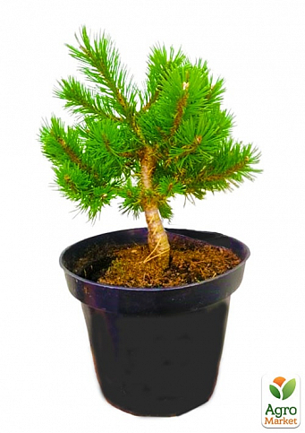 Сосна гірська "Клостергрун" (Pinus mugo "Klostergrun") C2, висота 20-40см - фото 2