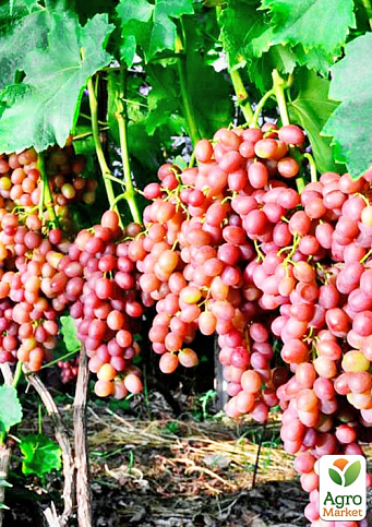 Вегетирующий саженец винограда "Ливия" - фото 3