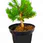 Сосна гірська "Клостергрун" (Pinus mugo "Klostergrun") C2, висота 20-40см купить