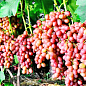 Вегетуючий саджанець винограду "Лівія" цена