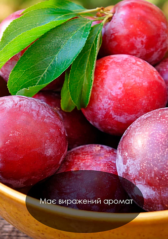 Эксклюзив! Слива "Санта Роса" (Santa Rosa)  (премиальный летний сорт, средний срок созревания) - фото 4