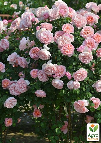 Троянда в контейнері флорибунда "Dames de Chenonceau" (саджанець класу АА+) - фото 3