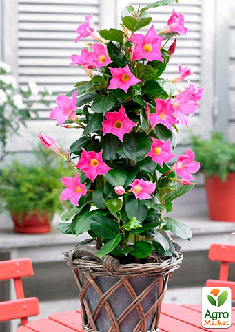 Дипладения 2-х летняя (Mandevilla) "Rosea" (высота 40-50см, подвесной вазон) - фото 3
