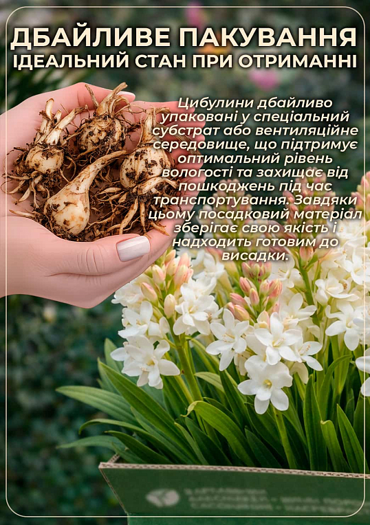 Тубероза "Super Gold Single" (Царица Ароматов) размер 7\8 - фото 3