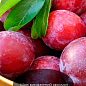 Эксклюзив! Слива "Санта Роса" (Santa Rosa)  (премиальный летний сорт, средний срок созревания)