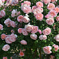 Троянда в контейнері флорибунда "Dames de Chenonceau" (саджанець класу АА+) цена