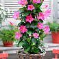 Дипладения 2-х летняя (Mandevilla) "Rosea" (высота 40-50см, подвесной вазон) цена