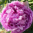 Півонія деревоподібна "Lavender Blue