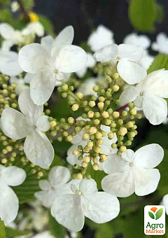 Калина складчатая "Мариези"(Viburnum plicatum "Mariesii")7