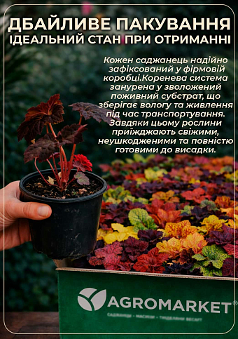 Гейхера (Heuchera) "Forever Red"  - фото 4