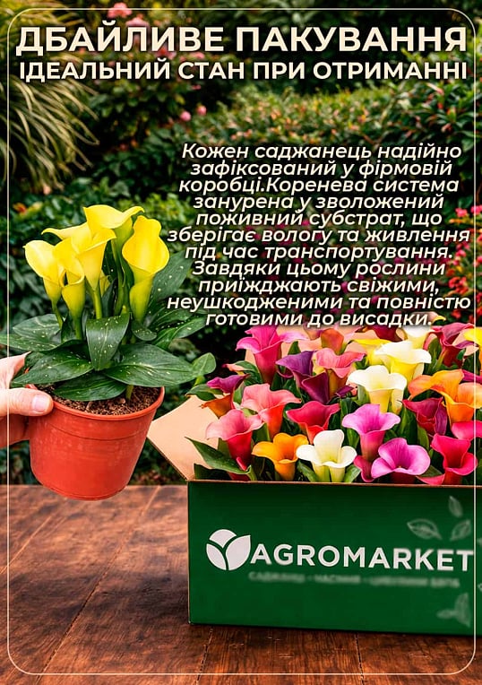 LMTD Зантедеския (калла комнатная) "Crystal Blush"   - фото 4