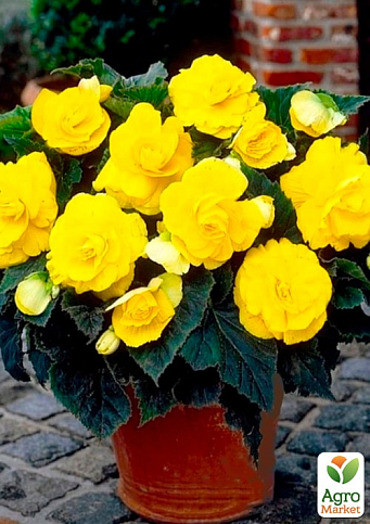 Бегонія квітуча "Yellow" - фото 2