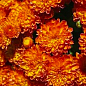 Хризантема "Gigi Orange" (мультифлора ранняя)