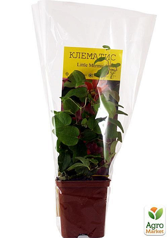 Клематис "Little Mermaid" - фото 11