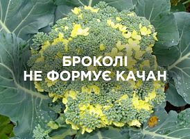 Броколі не формує головку: причини та рішення | Agro-market