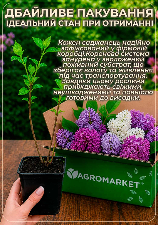 Бузок махрова "Поль Дешанель" - фото 3