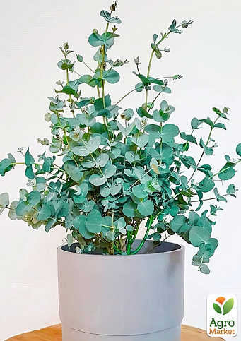 LMTD Эвкалипт вечнозеленый "Cinerea"  (30-40см) - фото 6