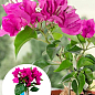 Бугенвиллия комнатная цветущая "Vera deep purple"