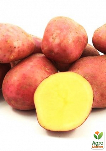 Картопля "Еволюшен" насіннєва рання (1 репродукція) 1кг - фото 2