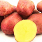 Картопля "Еволюшен" насіннєва рання (1 репродукція) 1кг купить