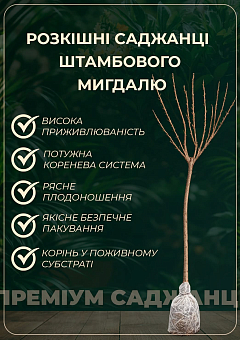 Миндаль "Трёхлопастной" на штамбе (возраст от 2-х лет, высота 150-190см)7