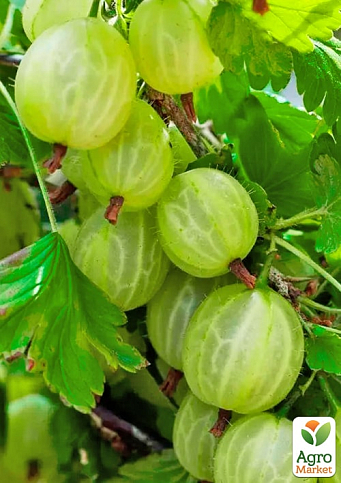 Крыжовник "Донецкий крупноплодный" (ранний срок созревания) - фото 2