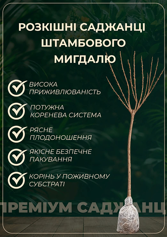 Миндаль "Трёхлопастной" на штамбе (возраст от 2-х лет, высота 150-190см) - фото 2