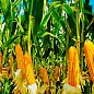 На вагу Кукурудза цукрова "Суміш кращих популярних сортів" ТМ "Весна" ціна за 40г купить