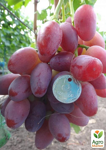 Виноград "Есаул" (средний срок созревания, высокая транспортабельность) - фото 5