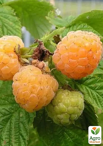 Малина "Golden Queen" вкорінена в контейнері (середньоранній термін дозрівання, великоплідний сорт) - фото 7