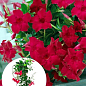 Дипладения 2-х летняя (Mandevilla) "Velvet Red" (высота 40-50см, подвесной вазон)