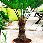 Трахікарпус (Trachycarpus Fortunei) висота 60-80см