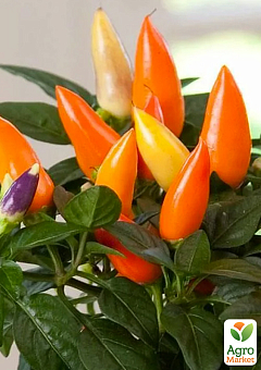 Перец комнатный "Orange" острый (съедобный, декоративный)6