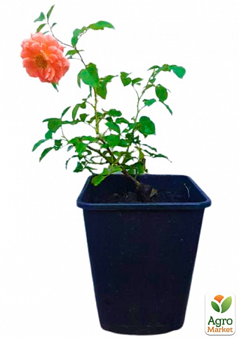 Троянда в контейнері шрабова "Jef l'Artiste" (саджанець класу АА+) - фото 2