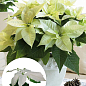 Пуансеттия "Alaska White" (Рождественская Звезда)