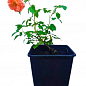 Троянда в контейнері шрабова "Jef l'Artiste" (саджанець класу АА+) купить