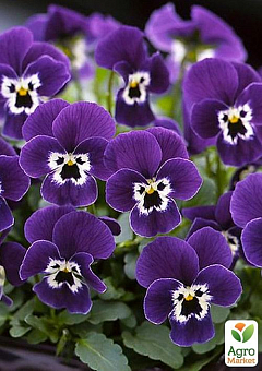 Виола (Viola Cornuta) "Purple Face"2