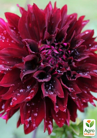 Жоржина "Dark Fubuki"