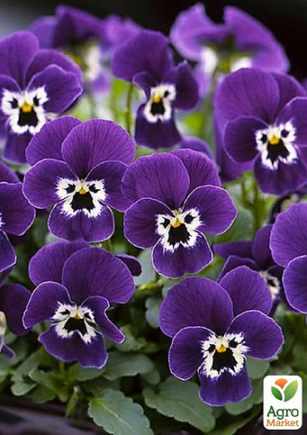 Виола (Viola Cornuta) "Purple Face"