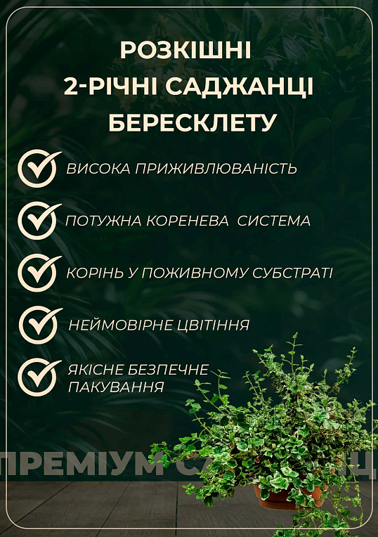 Бересклет Форчуна 2-х летний "Blondy" (диаметр 15-20см) - фото 2