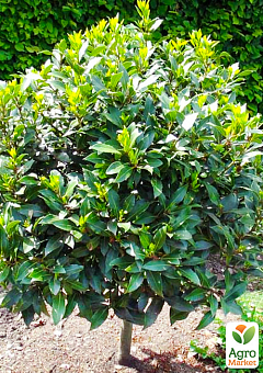 LMTD Лавр вічнозелений на штамбі 4-х річний "Laurus nobilis" (65-75см)4