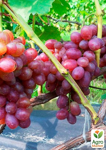 Виноград "Вовчик" (сверхранний срок созревания, очень крупная гроздь) - фото 2